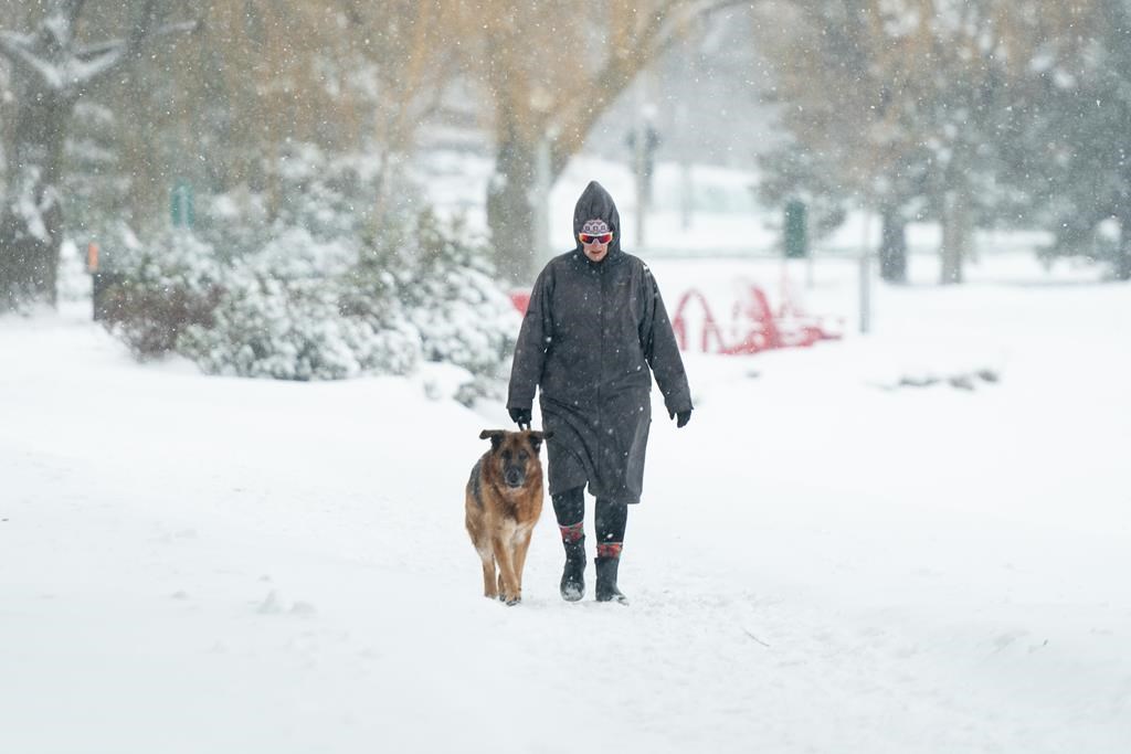 A person walks with their dog along Dow's Lake in Ottawa on Saturday, Jan. 13, 2024. Several parts of Ontario are under various winter weather warnings, including an extreme cold warning for a stretch of communities in the province's southwest. CANADIAN PRESS/Spencer Colby.