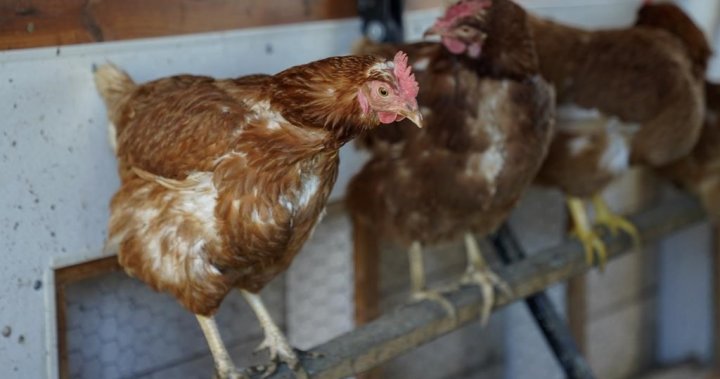 面对加拿大最高的鸡肉价格，一组B.C.人提出反对建议的计划
