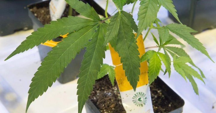Aurora Cannabis Inc обяви план за консолидиране на своите акции на