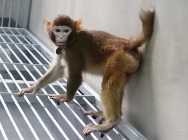 Retro the monkey was born from a surrogate mother implanted with a cloned cell.