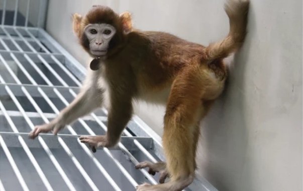 Запознайте се с ретро: Първата по рода си клонирана маймуна резус предизвика дебат