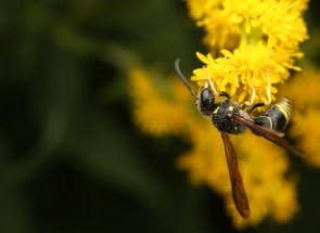Саскачеван може да се премести в по хладния сезон но