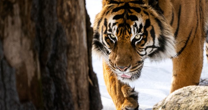 Зоопаркът в Торонто е засегнат от атака с софтуер за откуп