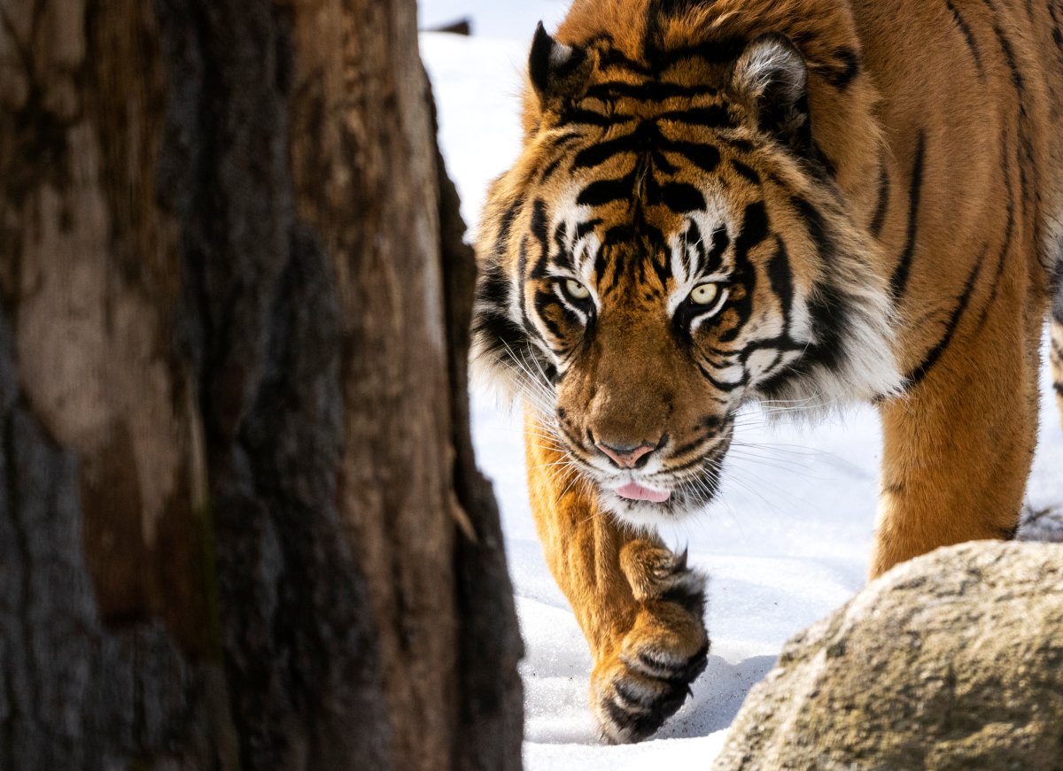 A male tiger walks in his enclosure at the Toronto zoo in Toronto on Thursday, March 17, 2022. 