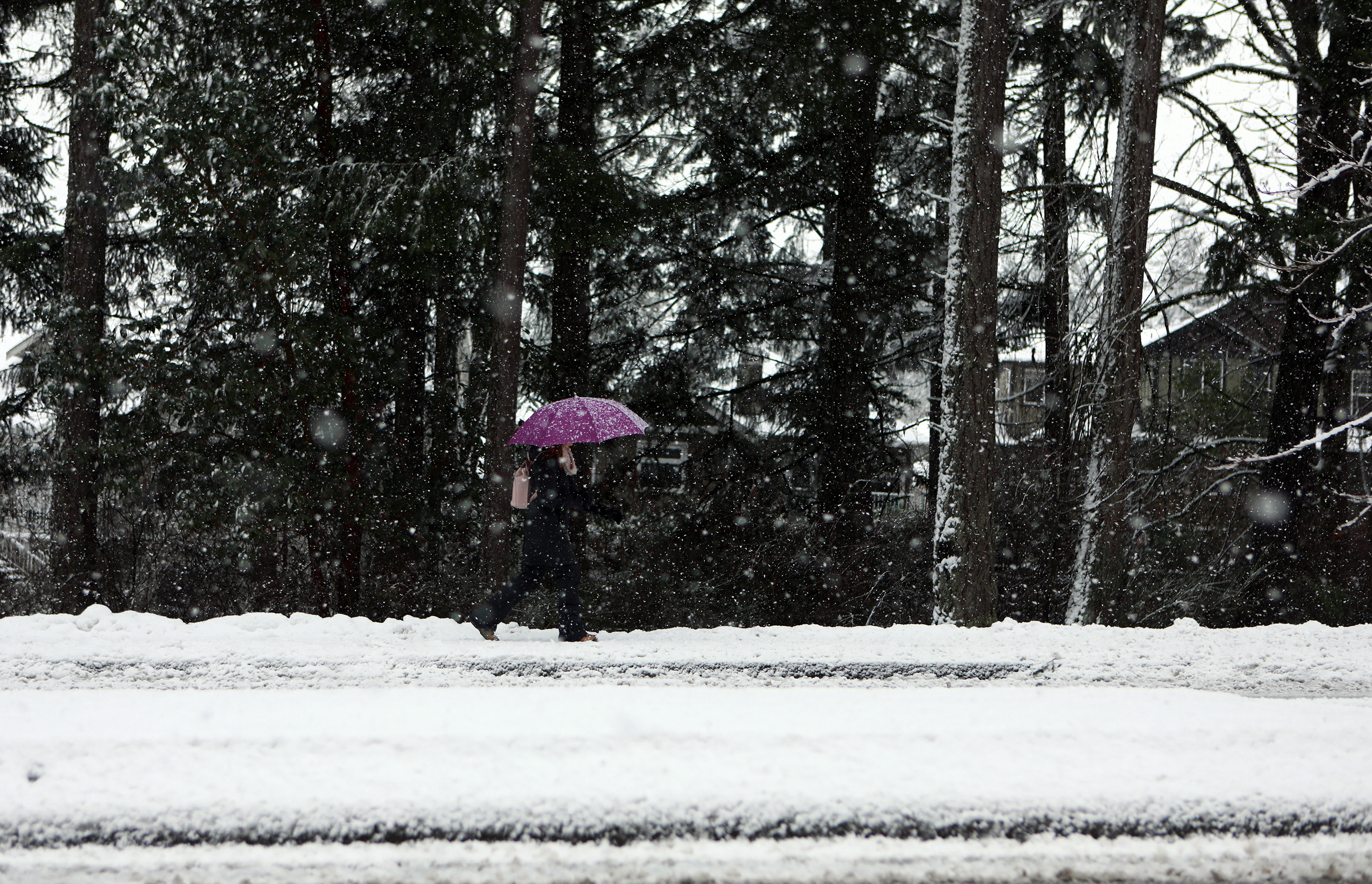 Тъй като снегът продължава да вали из остров Ванкувър, някои