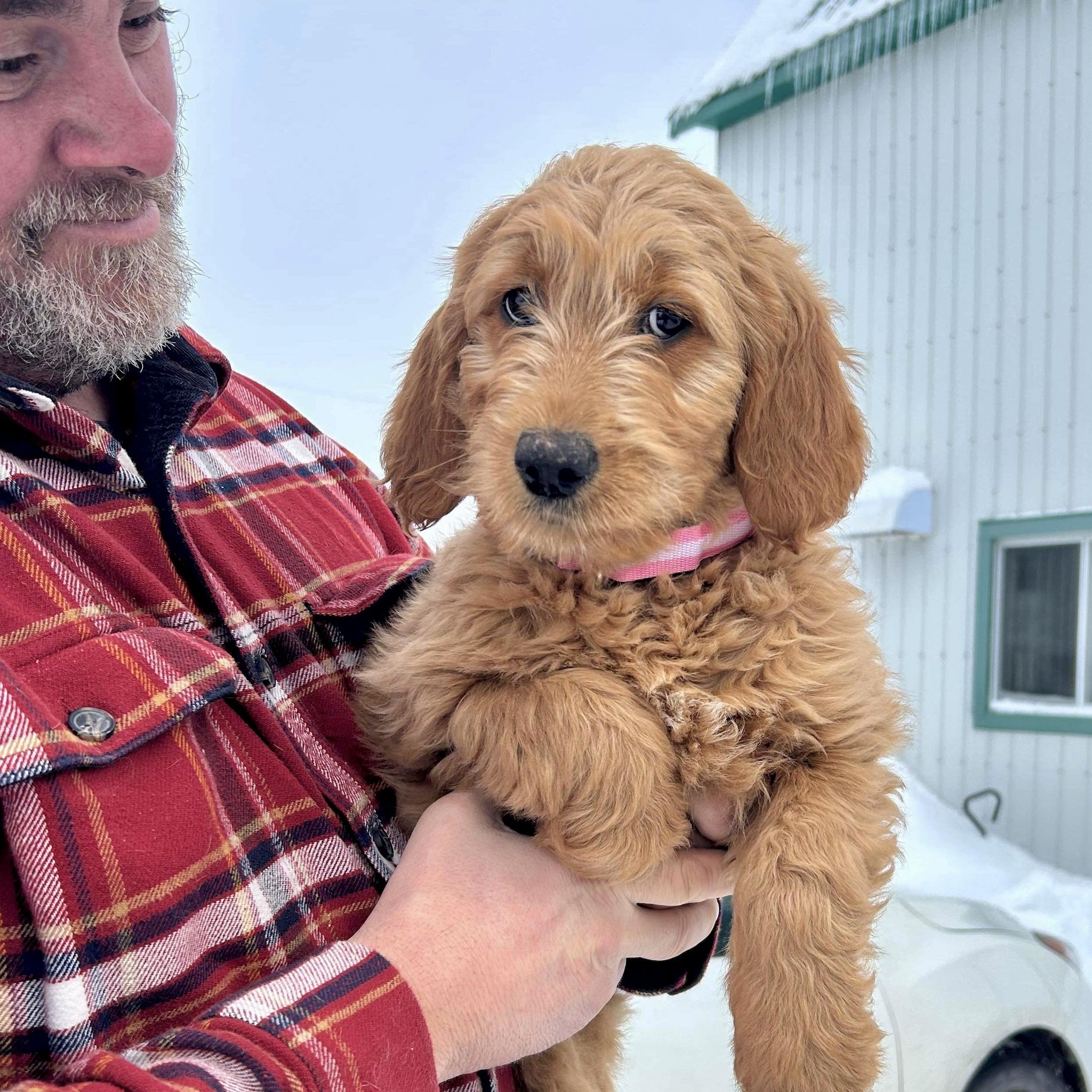 Дейвид Джонсън транспортира животни от приюти за умъртвяване и високорискови