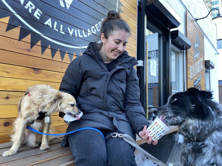 Calgary Ice Cream Company Serves Up Way To Really Celebrate Dogs In   DOGS 