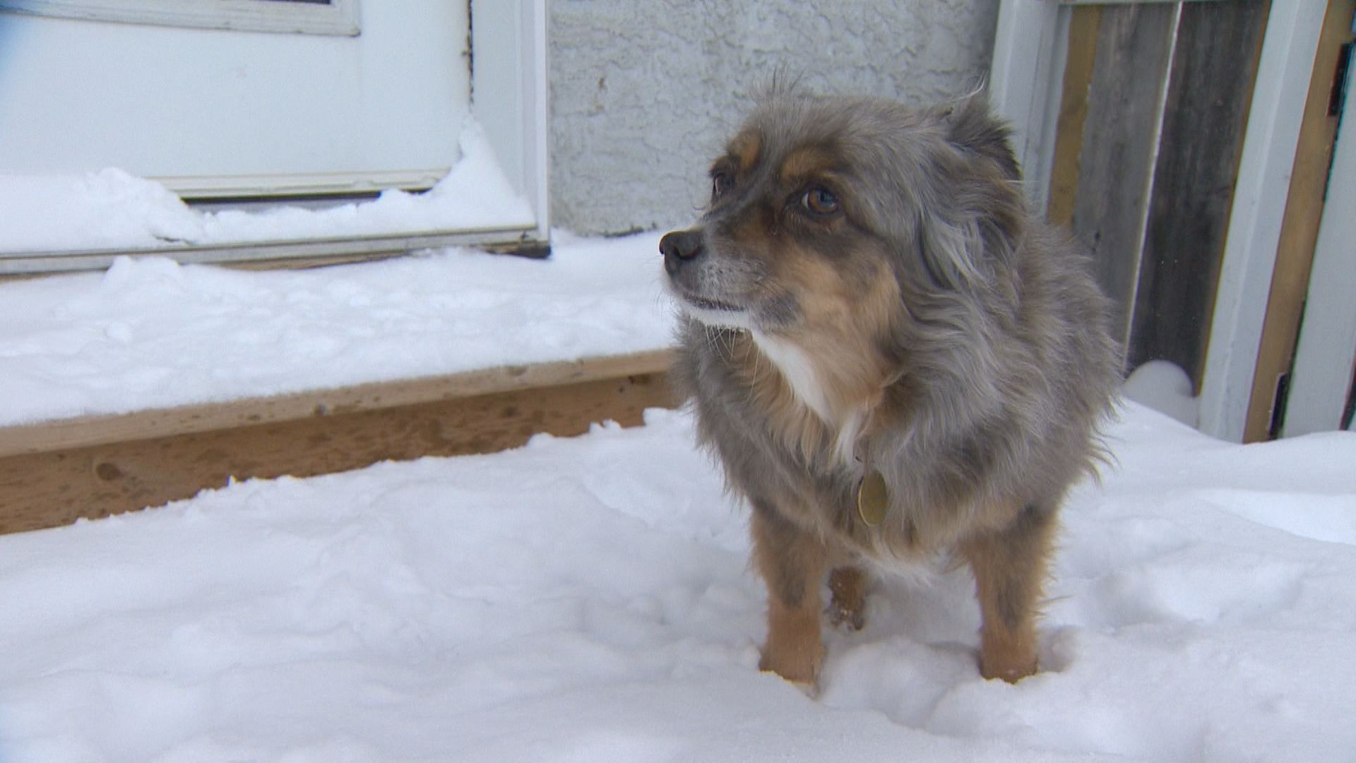 Calgary pet owners reminded to limit outdoor exposure during extreme cold snap