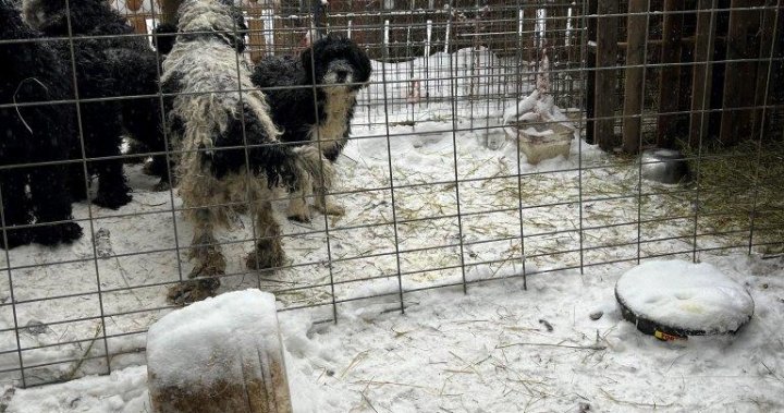 Кучета, живеещи в мръсни и мразовити условия, иззети от развъдника в Черивил: BC SPCA