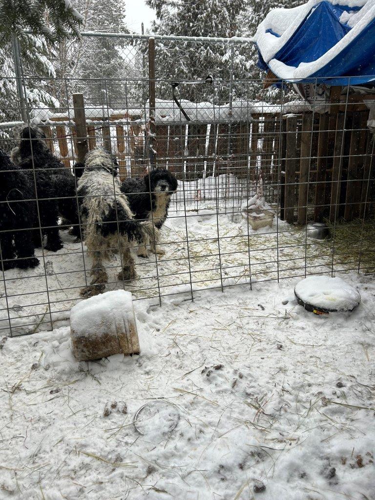 Dogs living in filthy and freezing conditions seized from B.C. breeder: BC SPCA