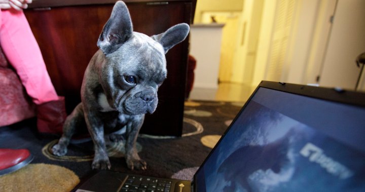 Dogs watching videos could be key to better understanding their vision: study