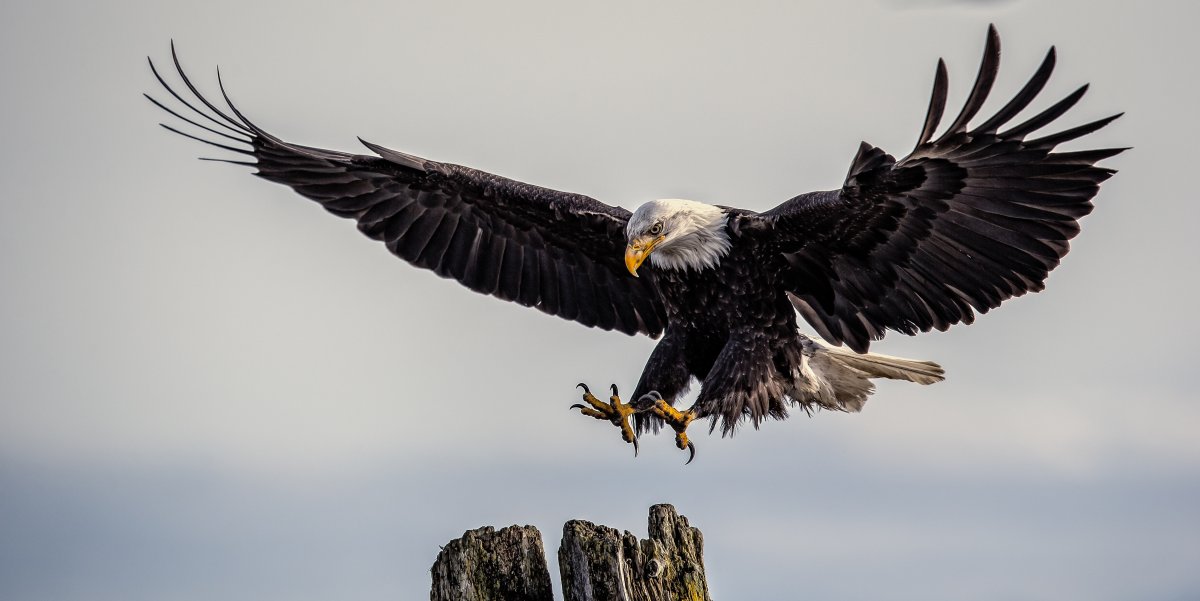 A bald eagle preparing to land.