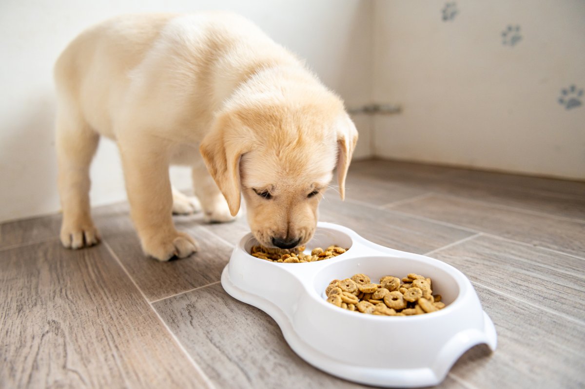 Labrador puppy eating from a pet dish, - 7 weeks old
