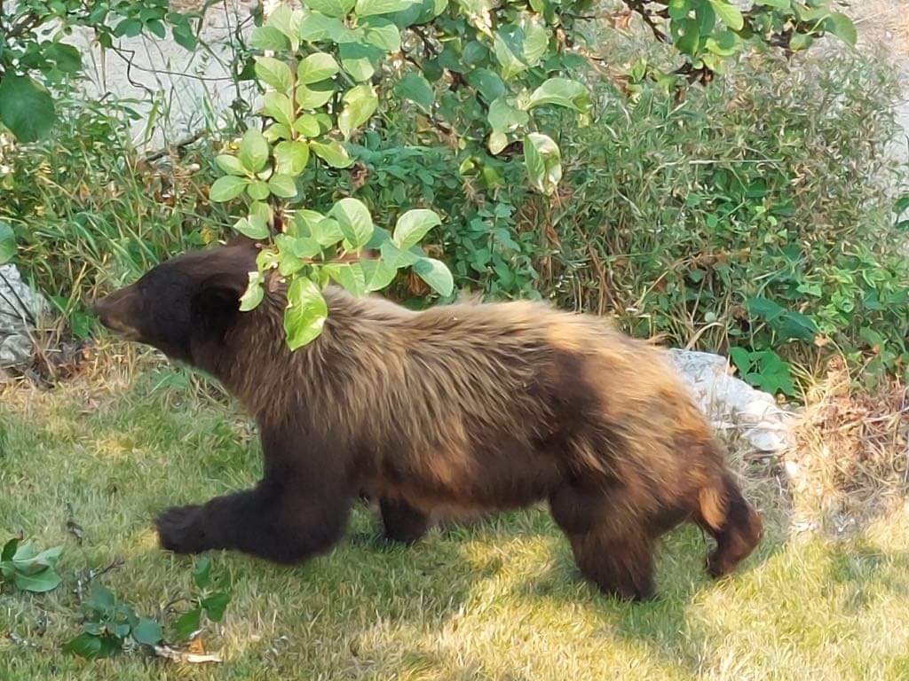 Това е историята за това как малко мече на име