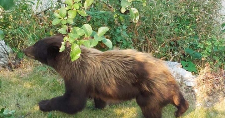 „Хората я подкрепяха“: B.C. общността възмутена мечка, убита без „пропускане“