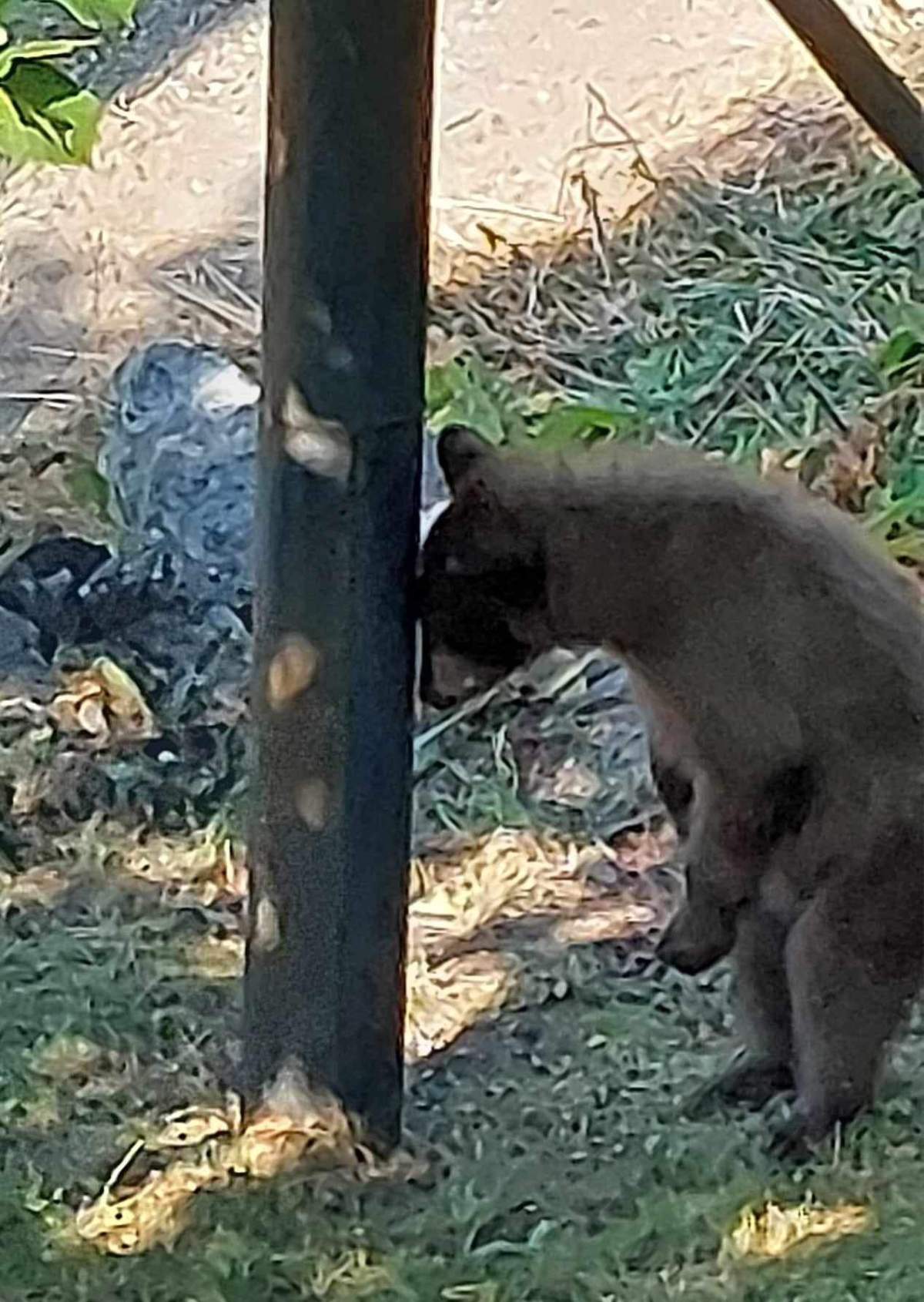Hans the bear can be seen in the City of Nelson.