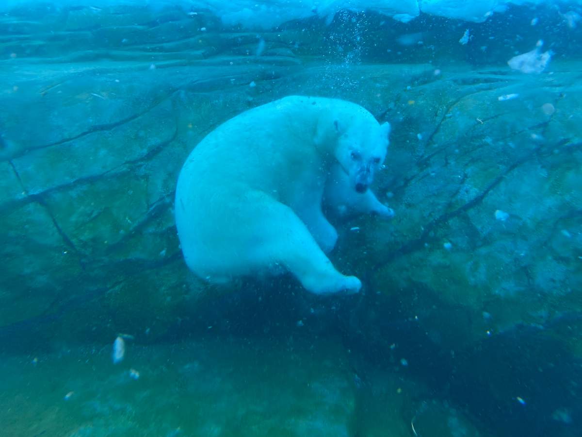 Baffin the polar bear enjoys a dip during -29C temperatures at the Calgary Zoo on Jan. 11, 2024.