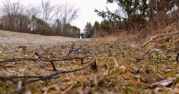 Вандали принудиха затварянето на Осветената гора в консерватора Кен Рийд в Линдзи, Онтарио.