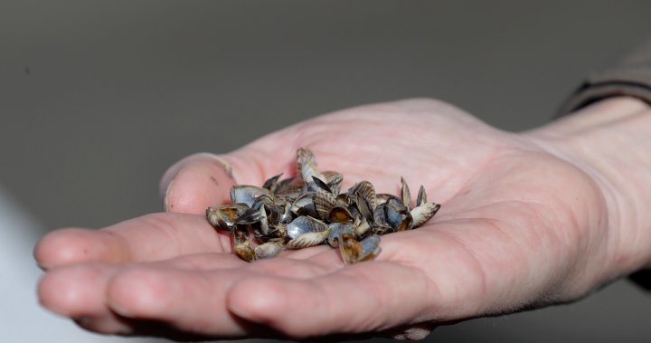 Invasive mussel program receives funding boost from BC Hydro