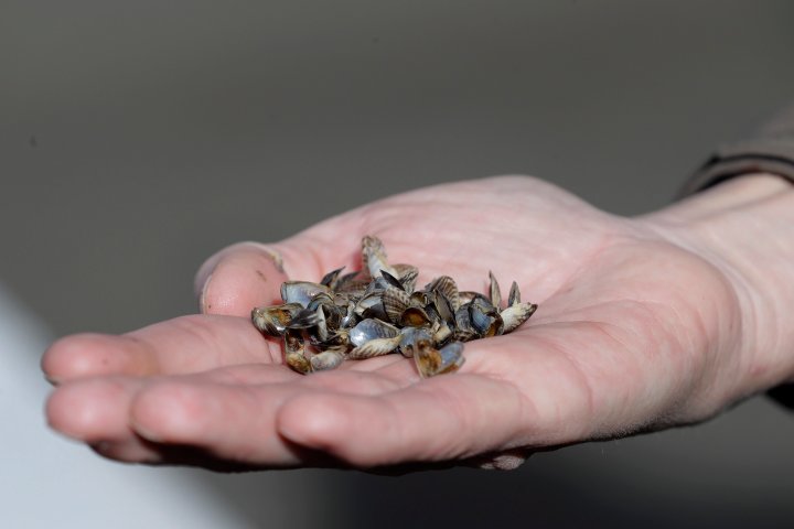 Invasive mussel program receives funding boost from BC Hydro