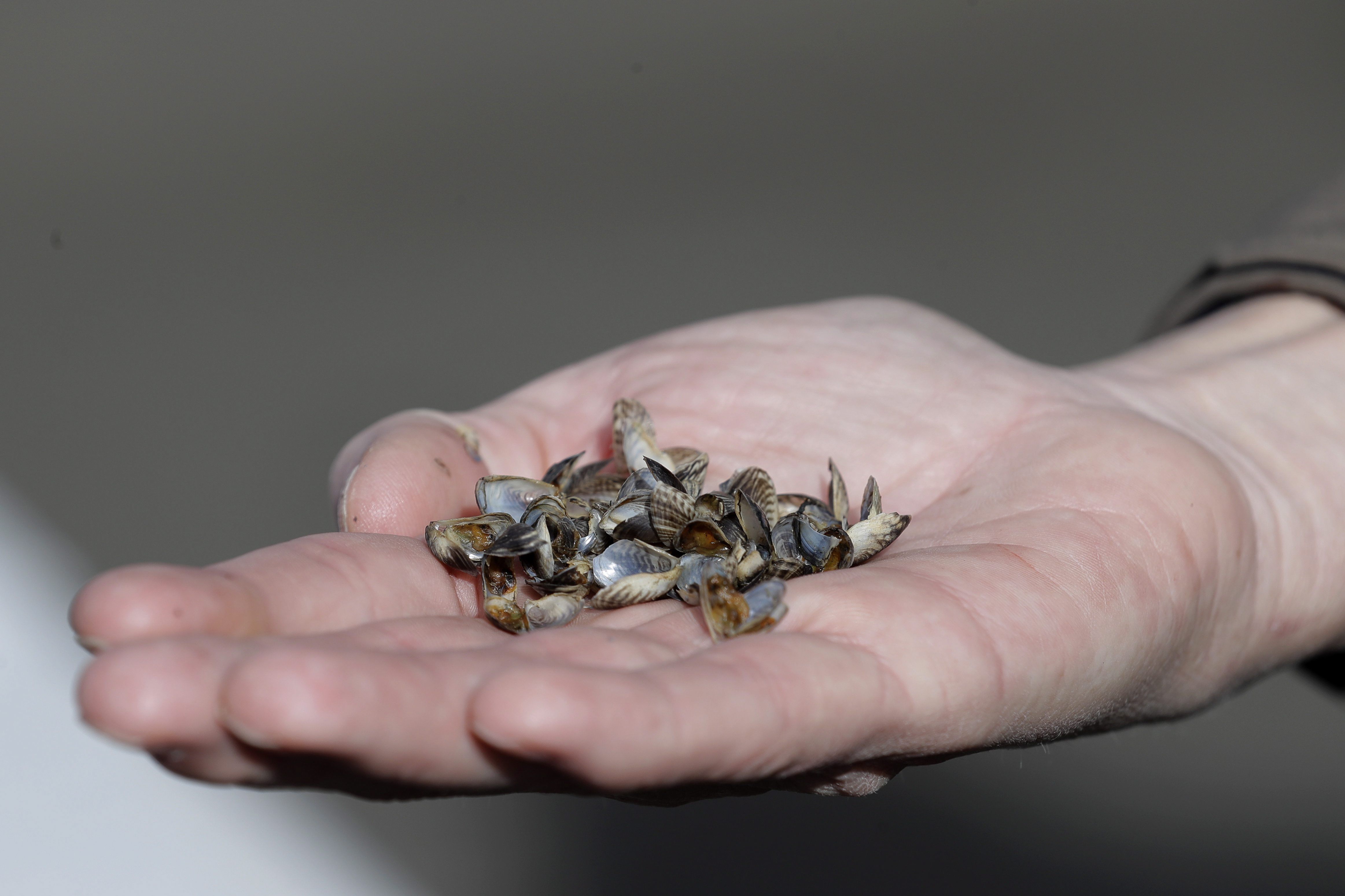 Okanagan Basin Water Board wants more federal support to combat invasive mussels