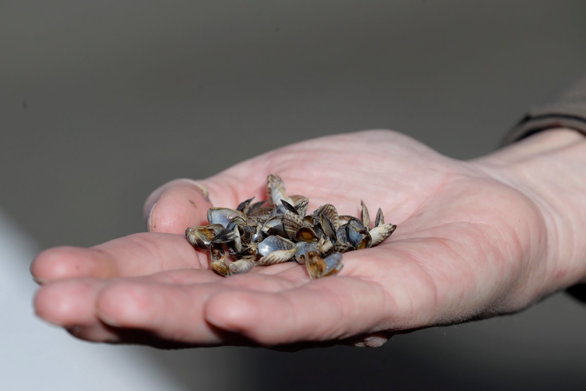 File photo of a demonstration showing what invasive quagga mussels look like.