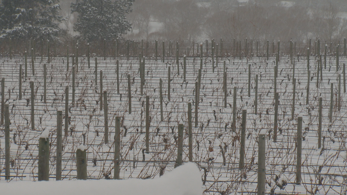 Although it is too early to tell exactly how much may have been lost following an extreme cold snap last week, local wineries are prepared for the worst. 