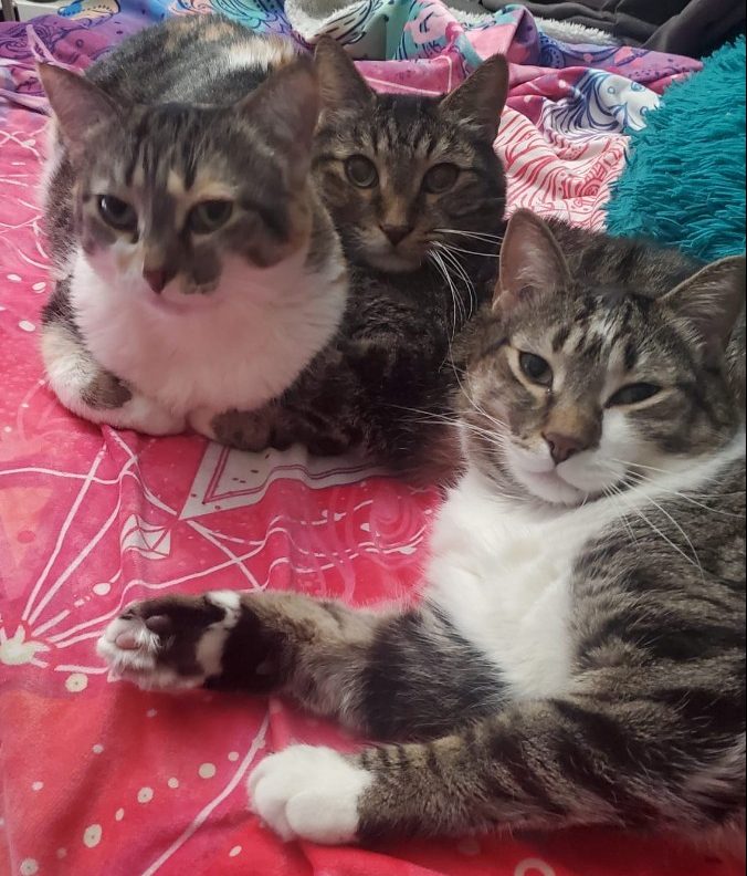 Kelsey Johnston's three cats Mufasa, Rizla, and Shiva, that have been missing since a fire at her apartment building at 10745 79 Ave. on Friday, Jan. 26, 2024.