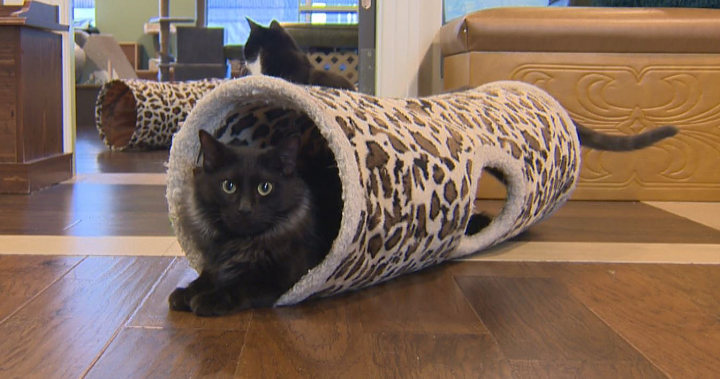 温哥华的猫咖啡馆达到了100只和101只猫咪的领养纪录