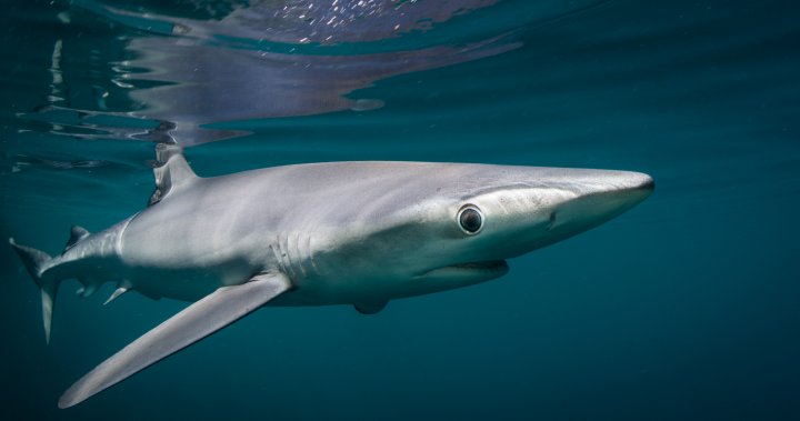 全球针对捕鲨行为的禁止鱼翅掠夺的法律增加，但捕杀鲨鱼的数量却在上升：研究