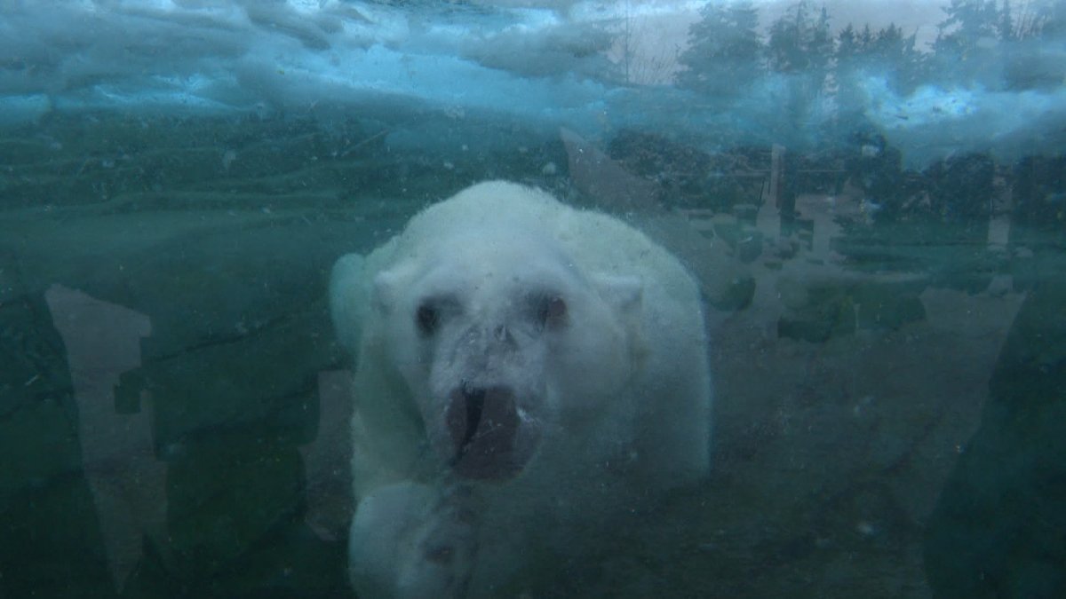 Baffin the polar bear enjoys the -29 C temperatures at the Calgary Zoo on Jan. 11, 2024.