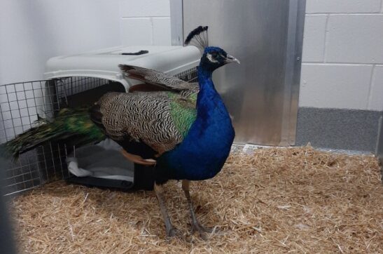 Perry the Peacock at the Guelph Humane Society.