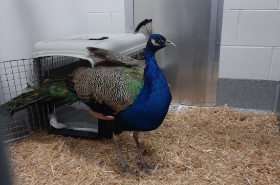 Runaway peacock captured after strutting around turkey farm in Guelph, Ont.
