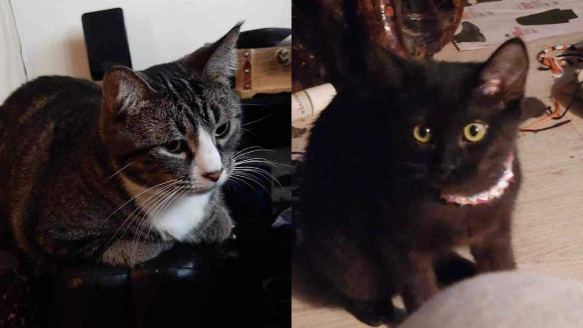 Rosemarie Andruchow and William Davis' missing cats: a tabby named Molly and a black kitten named Trouble.