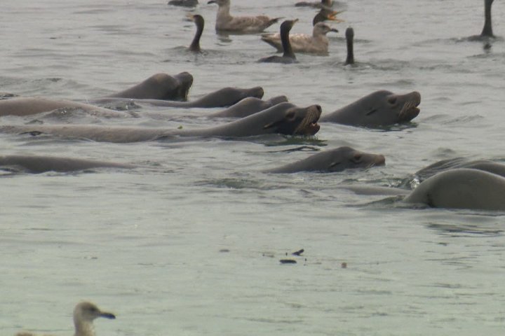 Sea lions attract crowds at Vancouver’s Coal Harbour