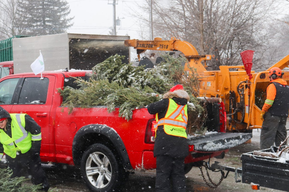 Trees for Tots volunteers picking up used Christmas tree to raise money for Children's Foundation of Guelph and Wellington.