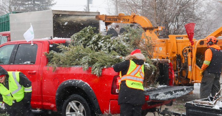 Дърветата за малките в Гуелф пожънаха огромен успех въпреки снежната буря