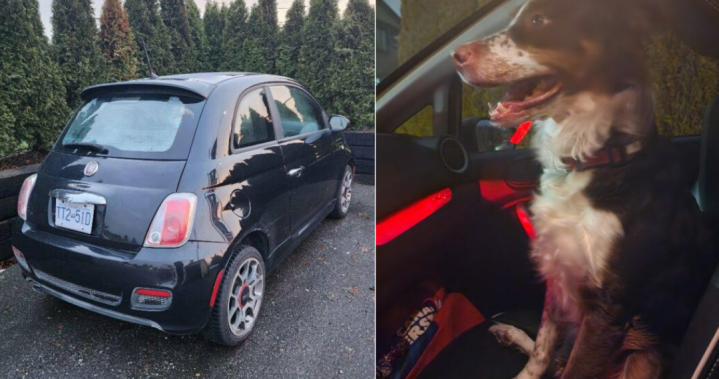 „Изключително разстроен“: Открадната кола в Ню Уестминстър с бордър коли Зоуи все още вътре