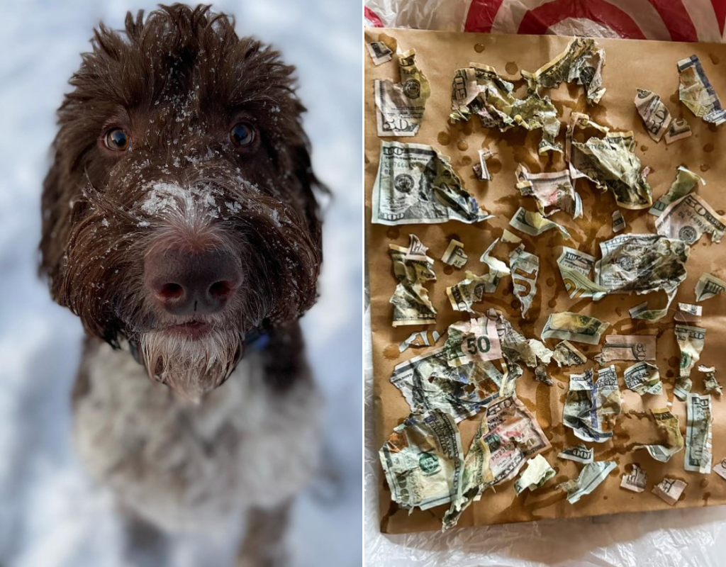 Cecil, the cash eating Goldendoodle, is responsible for eating a pile of $50 and $100 bills and leaving his owners to deal with the aftermath.