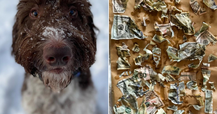 Двойка възстановява 4 000 долара, които кучето им е изяло по най-отвратителния начин