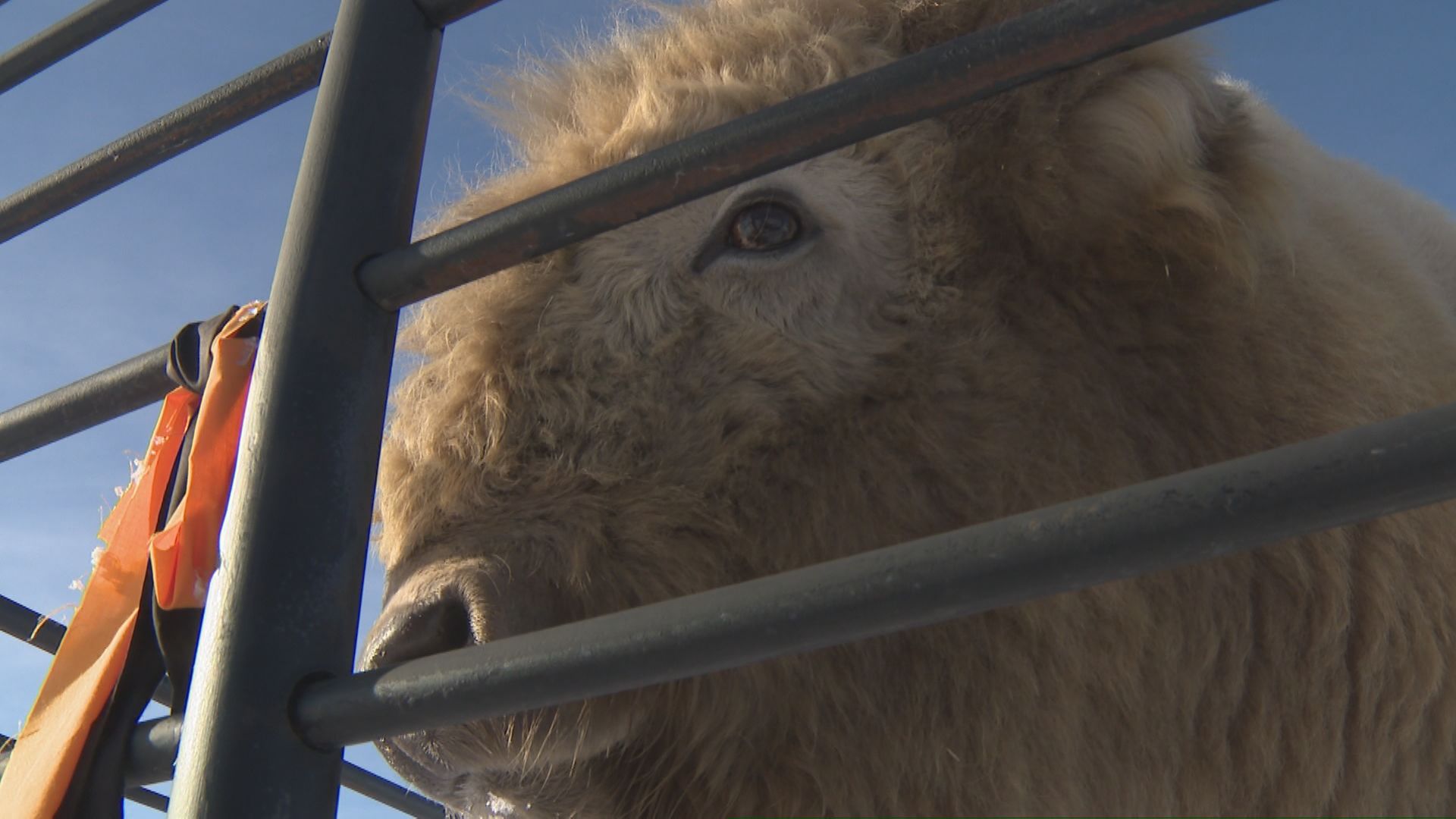 Историята за това как два бели бивола дойдоха в първата