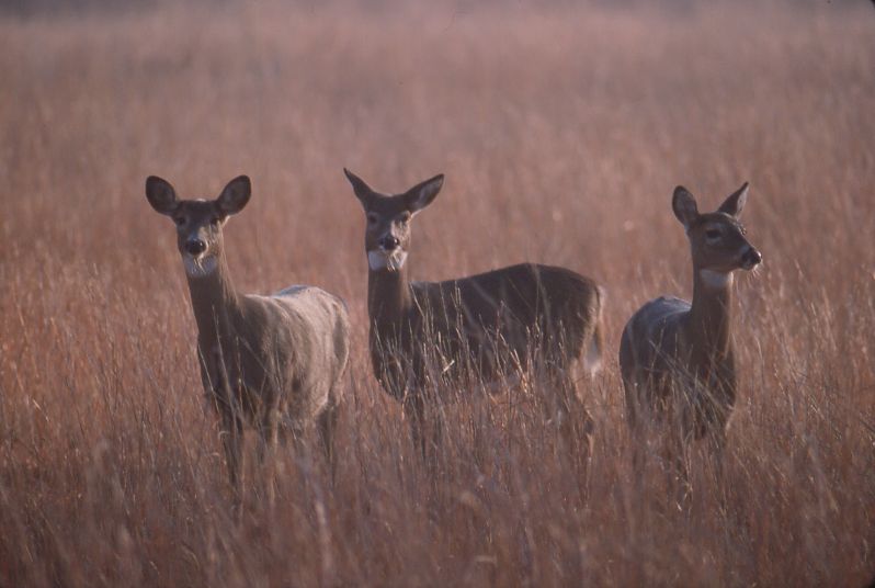 The province of Manitoba says it detected a case of chronic wasting disease in a deer in a region near the city of Winkler.