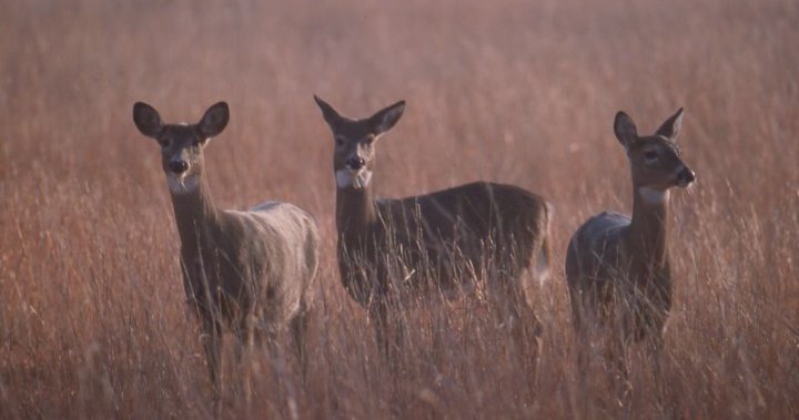 3 глобени, спряни лицензи за незаконен лов на елени на север от Мадок, Онтарио: MNRF