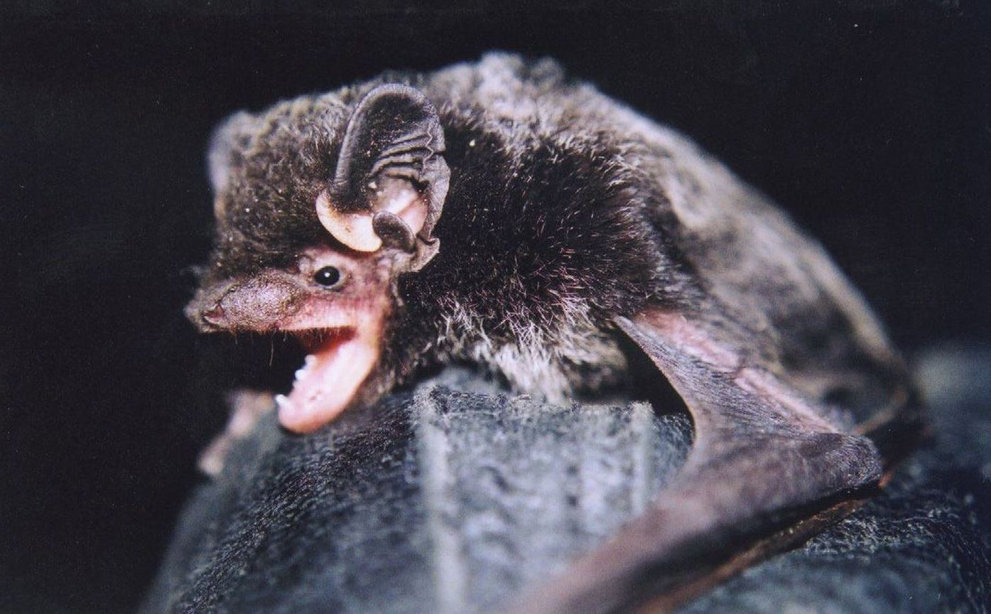 That tune coming from an old mine in B.C.? It’s probably a bat, singing a love song