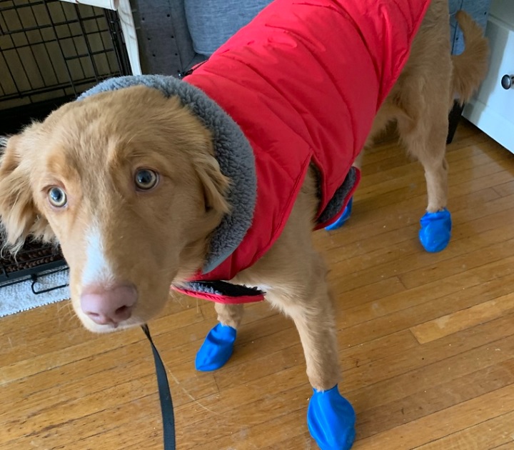 Beckett in his winter boots and jacket.