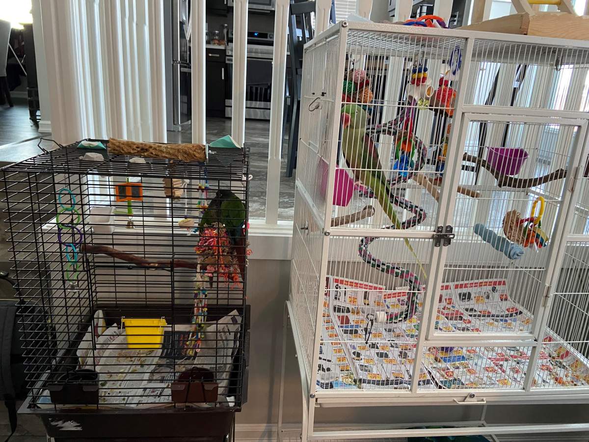 Meika’s Safehouse, in Sherwood Park, Alta., rehabilitates and provides a safe and loving environment for birds that have been rescued, surrendered or taken in by other groups.