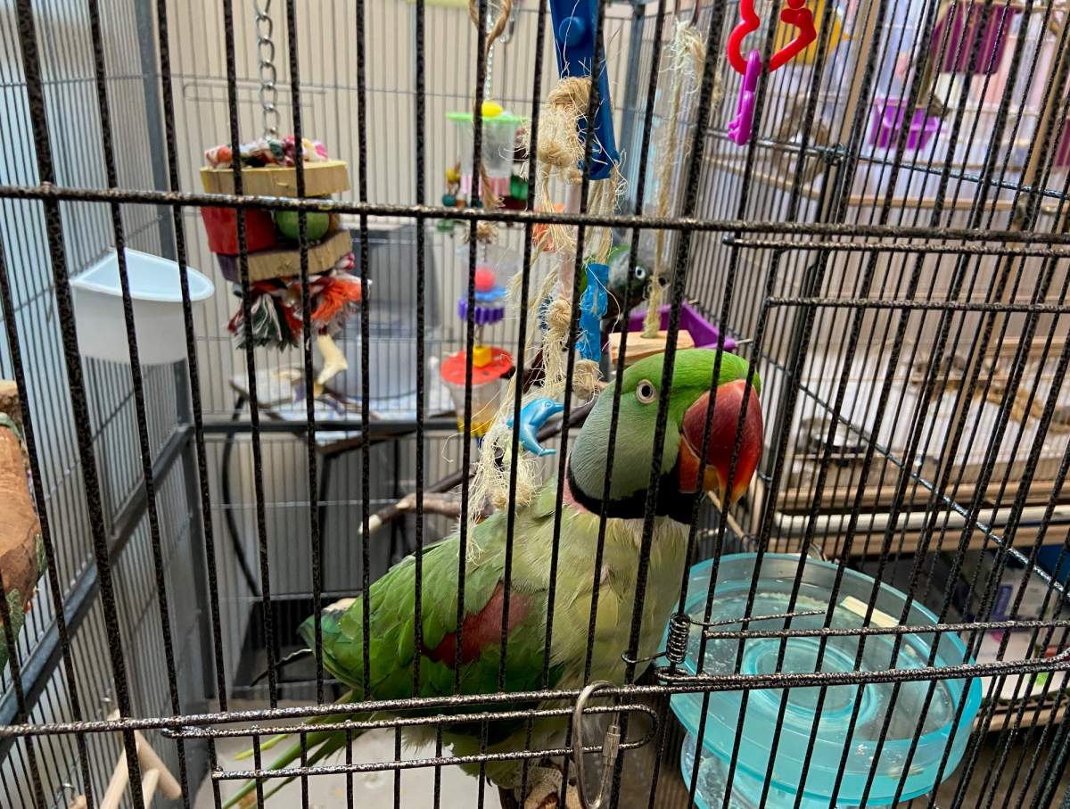 Meika’s Safehouse, in Sherwood Park, Alta., rehabilitates and provides a safe and loving environment for birds that have been rescued, surrendered or taken in by other groups.