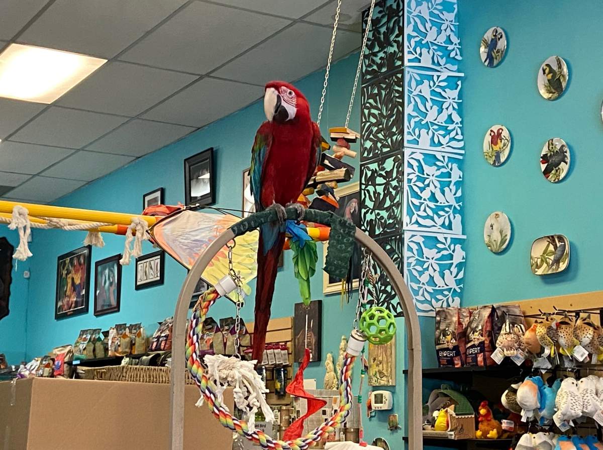 Meika’s Safehouse, in Sherwood Park, Alta., rehabilitates and provides a safe and loving environment for birds that have been rescued, surrendered or taken in by other groups.