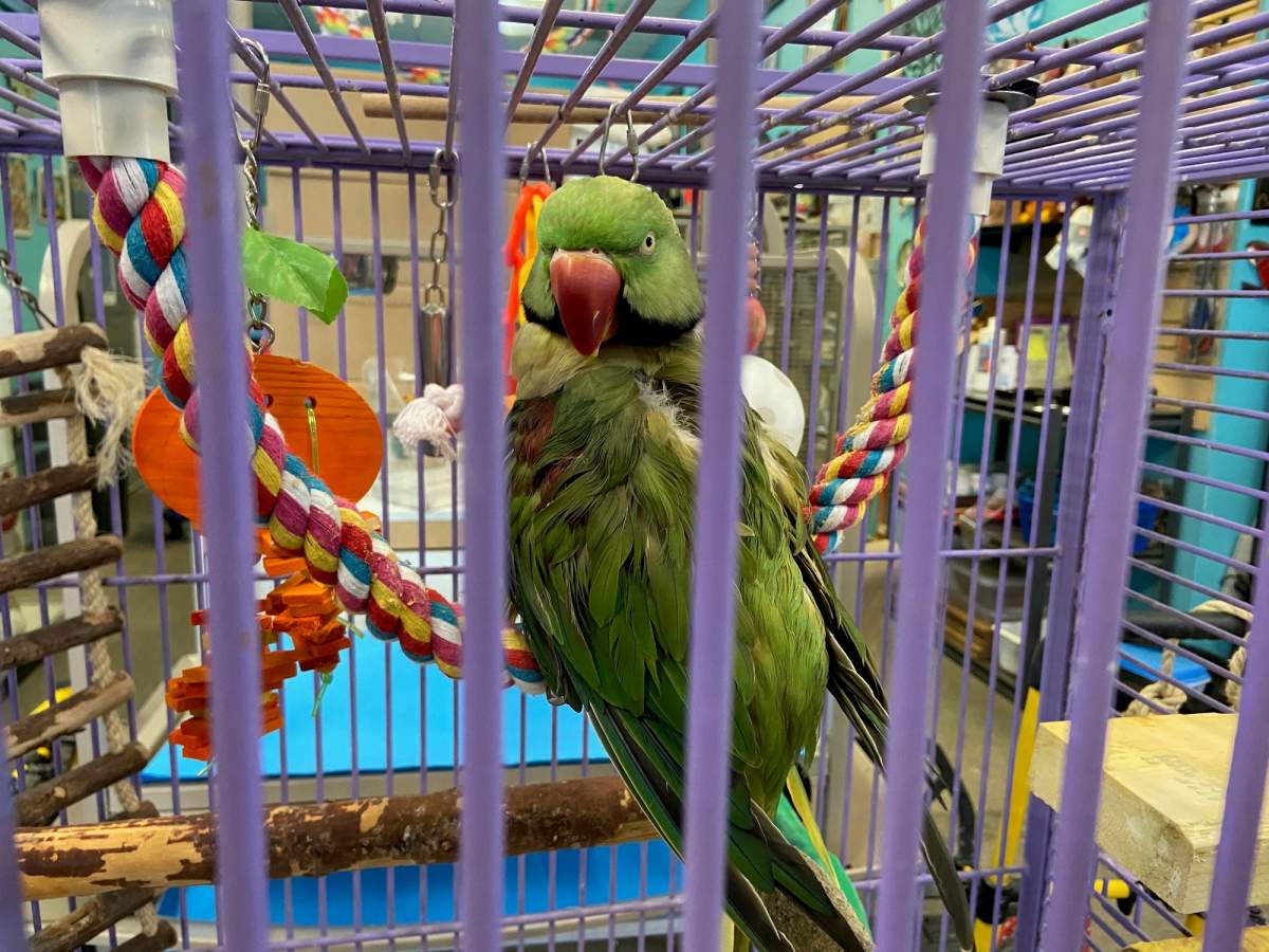 Meika’s Safehouse, in Sherwood Park, Alta., rehabilitates and provides a safe and loving environment for birds that have been rescued, surrendered or taken in by other groups.