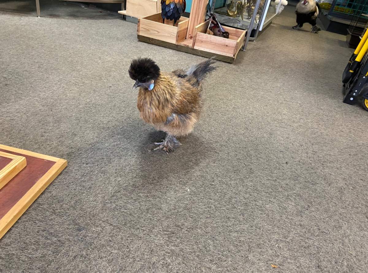 Meika’s Safehouse, in Sherwood Park, Alta., rehabilitates and provides a safe and loving environment for birds that have been rescued, surrendered or taken in by other groups.